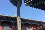 2017西藏大学各省理科分数线多少？